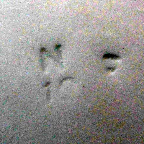 Spode R4595 Pheasant Serving Plate 1912 - Image 3